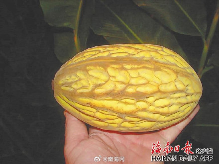 海南琼海成功培育“榴莲味”白可可果