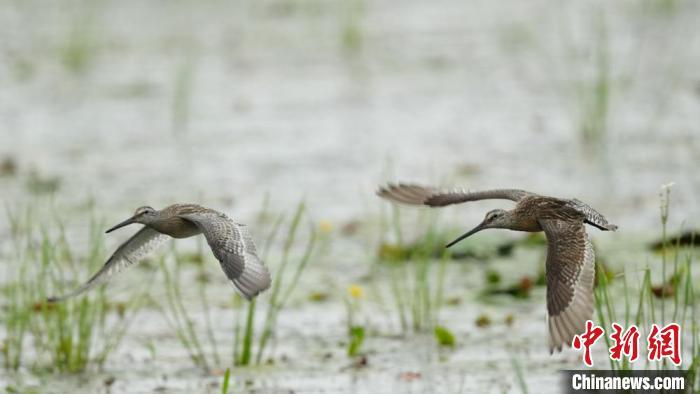 吉林莫莫格湿地首次发现珍稀半蹼鹬繁育后代 吉林莫莫格湿地首次发现珍稀半蹼鹬繁育后代