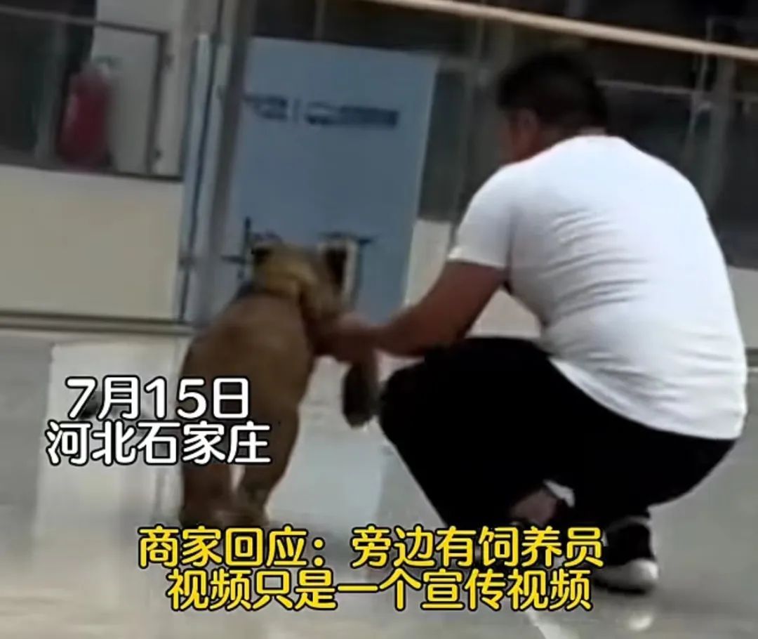 商场内惊现狮子奔跑！网友: "小辛巴"溜达来了…