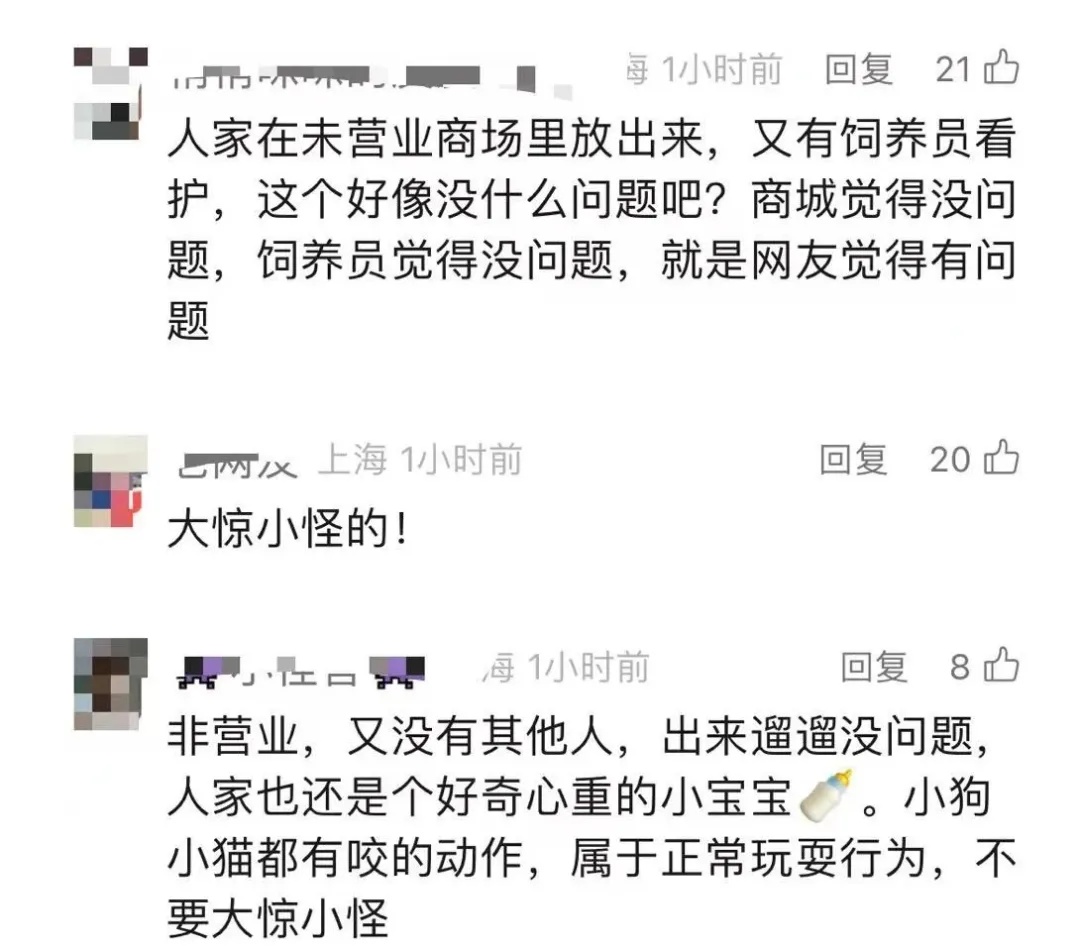 小狮子在商场里溜达？回应：“安全性是有保障的”