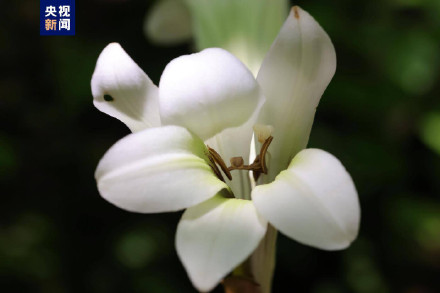 陕西秦岭发现新成员荞麦叶大百合