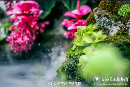 植物大战虫子！近120种食虫植物亮相辰山植物园