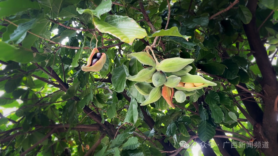千万别乱摘、乱吃！南宁街头已大量出现