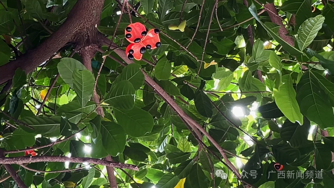 千万别乱摘、乱吃！南宁街头已大量出现