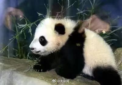大熊猫一年的租金为100万美元