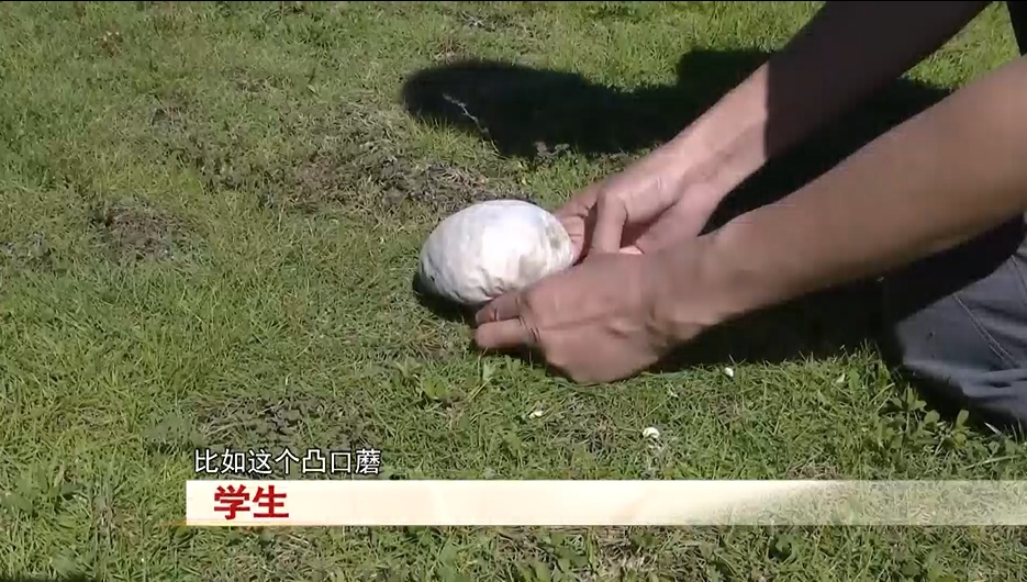 注意!野生菌类种类多,小心有毒莫食用 注意!野生菌类种类多,小心有毒莫食用