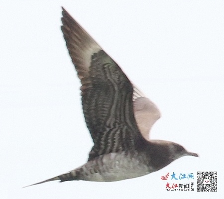 江西鸟类“朋友圈”来了北极“稀客”