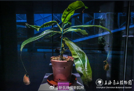 植物大战虫子！近120种食虫植物亮相辰山植物园