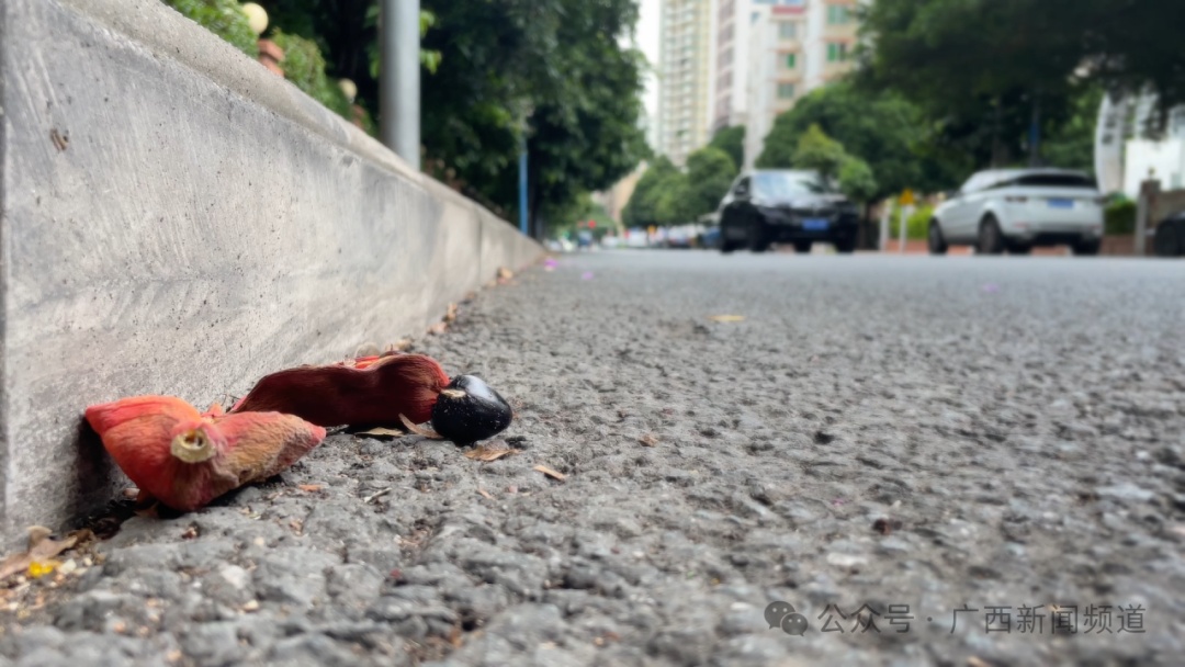 千万别乱摘、乱吃！南宁街头已大量出现