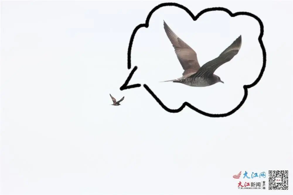 江西鸟类“朋友圈”来了北极“稀客”