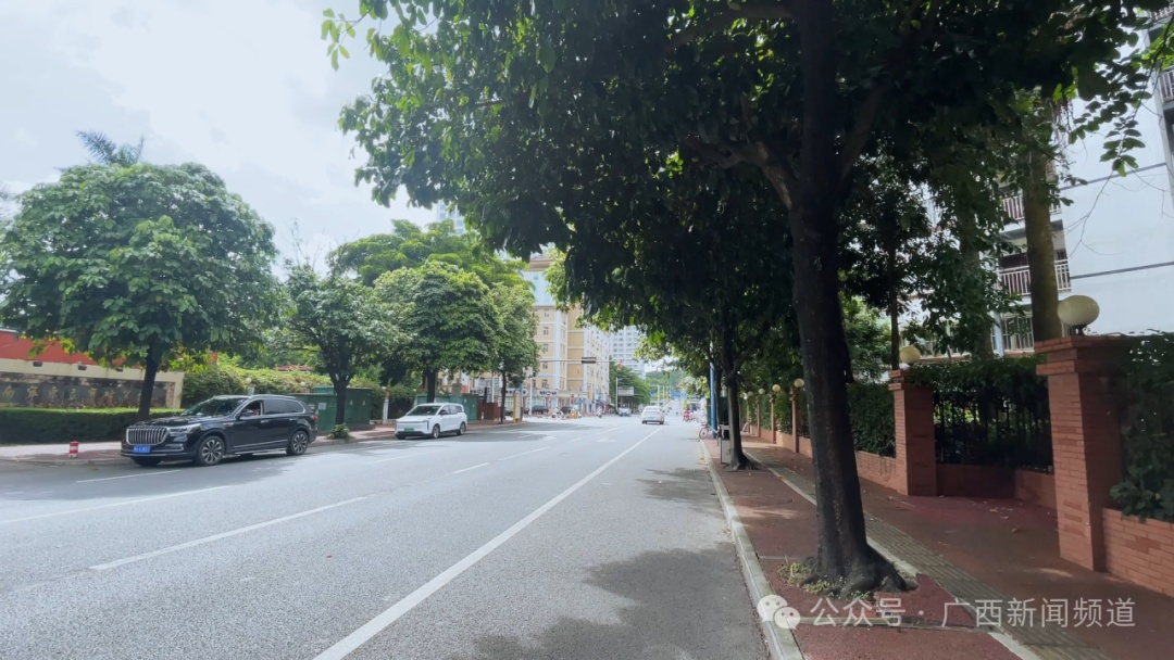 千万别乱摘、乱吃！南宁街头已大量出现