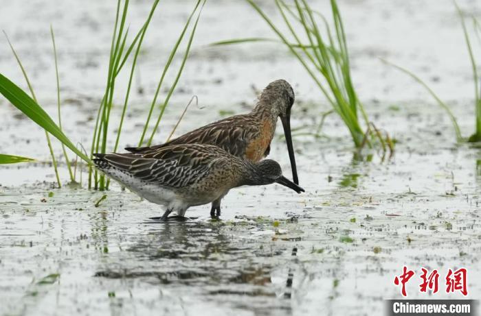吉林莫莫格湿地首次发现珍稀半蹼鹬繁育后代 吉林莫莫格湿地首次发现珍稀半蹼鹬繁育后代