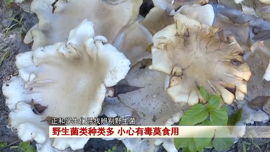 注意!野生菌类种类多,小心有毒莫食用 注意!野生菌类种类多,小心有毒莫食用