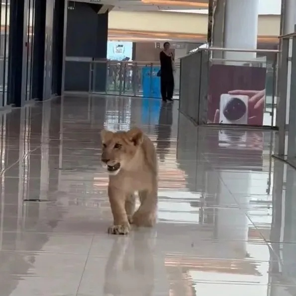 小狮子在商场里溜达？回应：“安全性是有保障的”