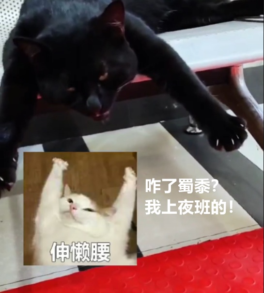 派出所不养“闲猫”？它竟然送来了“感谢礼”...
