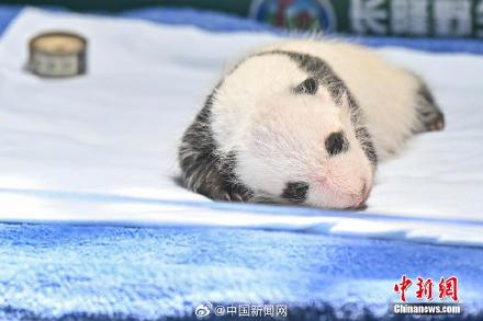 大熊猫萌二代满月啦