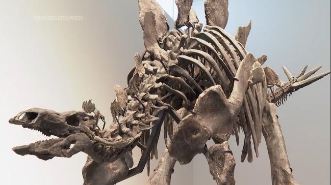 创下纪录！剑龙骨架化石拍出近4500万美元高价（图）