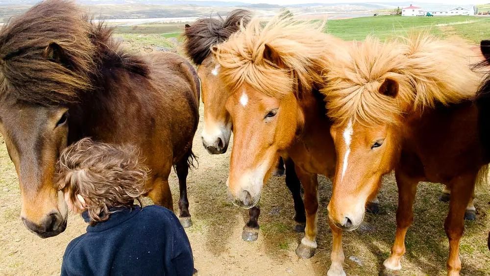 世界上血统最纯正的马，其实是“马中柯基”？！