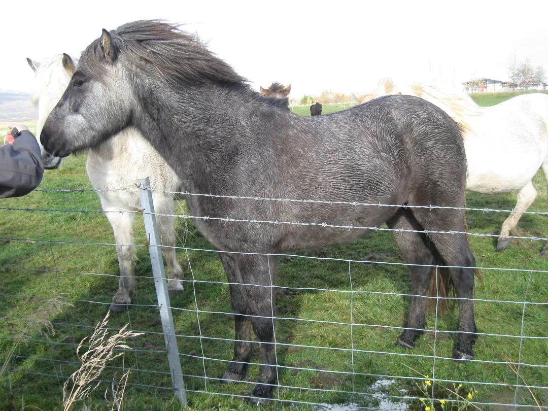 世界上血统最纯正的马，其实是“马中柯基”？！