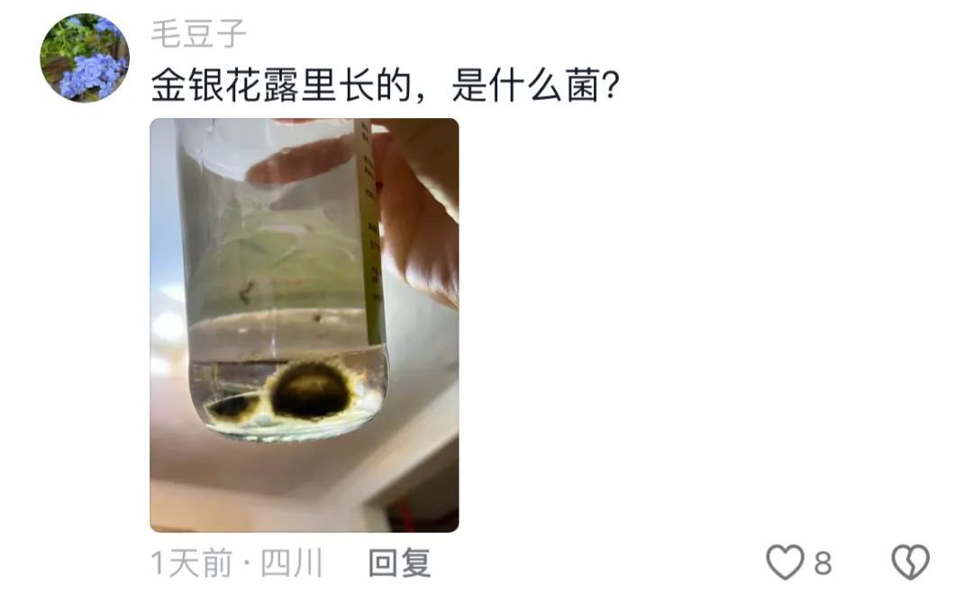 买买伞!继“果菌王”后,昆明专家又收到长菌的大蒜!网友:你蒜什么菇 买买伞!继“果菌王”后,昆明专家又收到长菌的大蒜!网友:你蒜什么菇