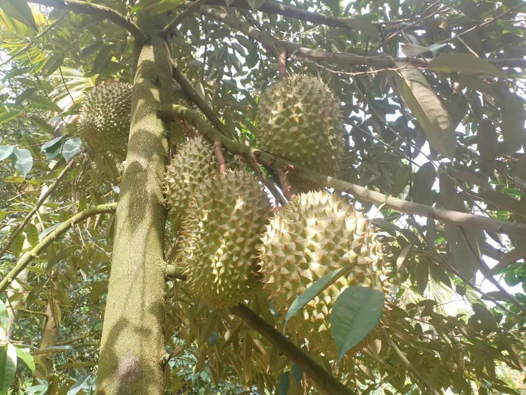 有客户直接“包下”整棵树，“榴莲自由”更近了吗？