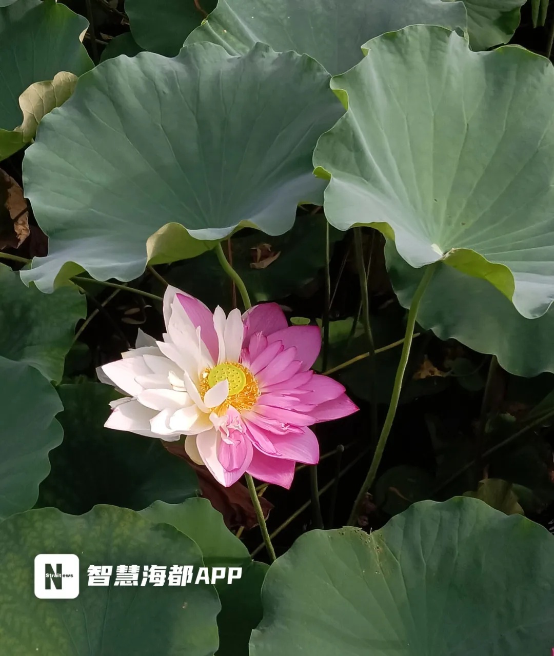 罕见双色太空莲疑被情侣摘走！网友：一篇论文没了