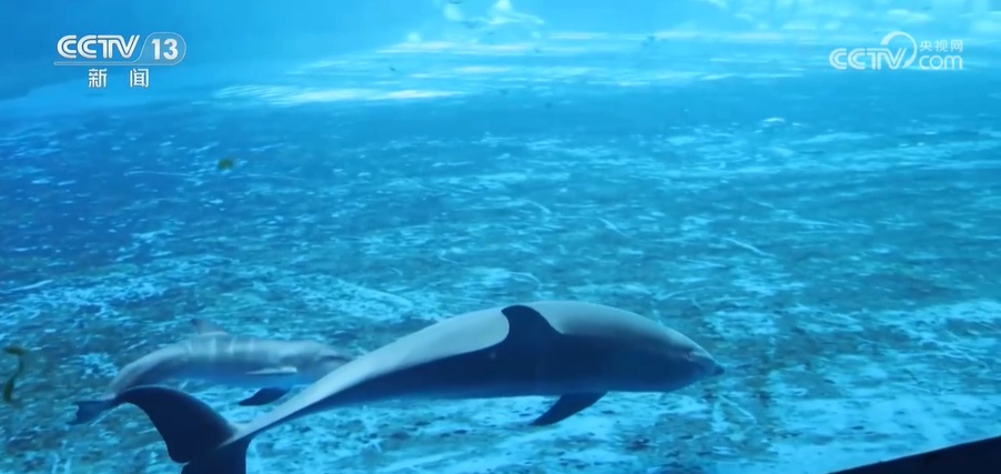 国际海豚交流项目取得重大突破 瓶鼻海豚通过人工繁育成功产仔 国际海豚交流项目取得重大突破 瓶鼻海豚通过人工繁育成功产仔