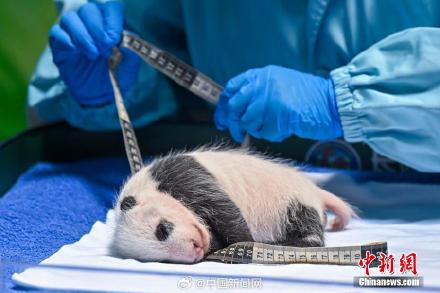 大熊猫萌二代满月啦