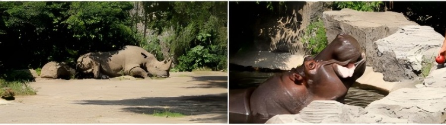 炎炎夏日,小动物们开启“吃瓜模式” 炎炎夏日,小动物们开启“吃瓜模式”