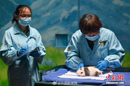 大熊猫萌二代满月啦