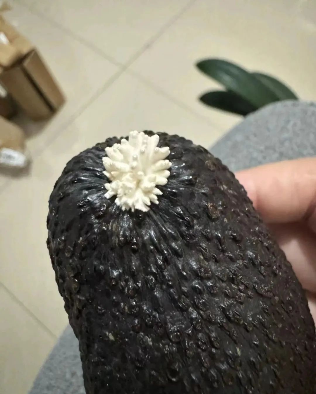 买买伞!继“果菌王”后,昆明专家又收到长菌的大蒜!网友:你蒜什么菇 买买伞!继“果菌王”后,昆明专家又收到长菌的大蒜!网友:你蒜什么菇