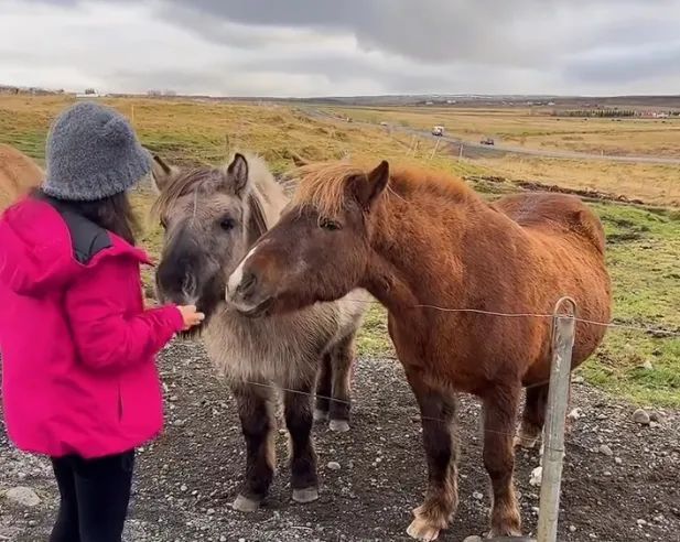世界上血统最纯正的马，其实是“马中柯基”？！
