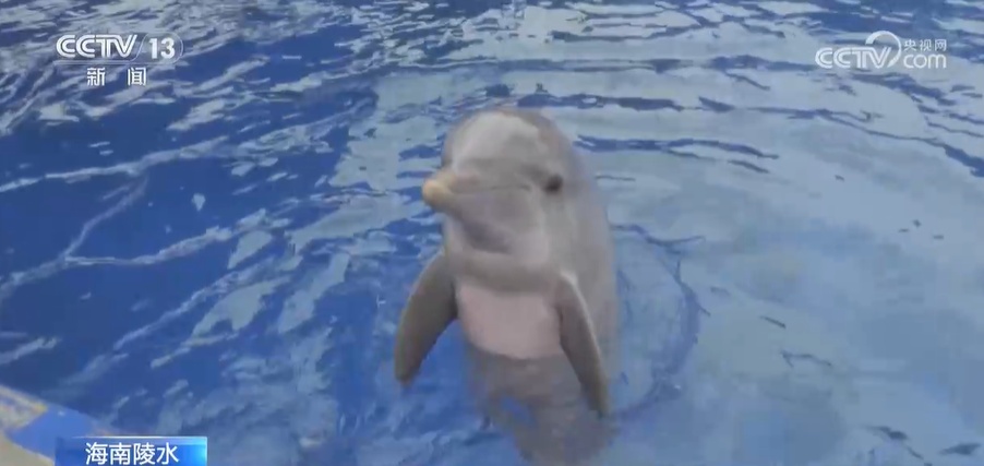 国际海豚交流项目取得重大突破 瓶鼻海豚通过人工繁育成功产仔 国际海豚交流项目取得重大突破 瓶鼻海豚通过人工繁育成功产仔