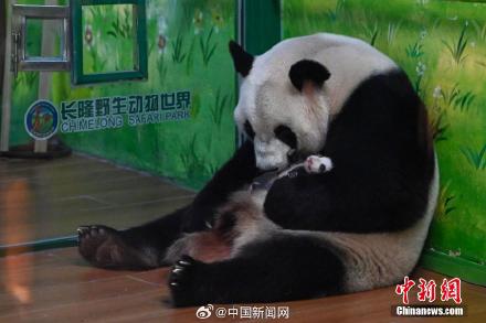 大熊猫萌二代满月啦