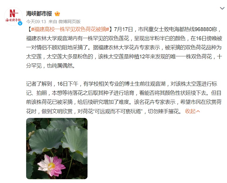 罕见双色荷花疑被情侣摘走，理由竟是好看