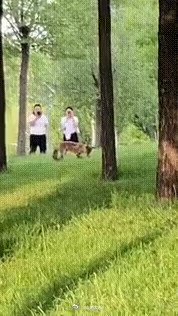 国家二级保护野生动物赤狐现身朔州公园 国家二级保护野生动物赤狐现身朔州公园