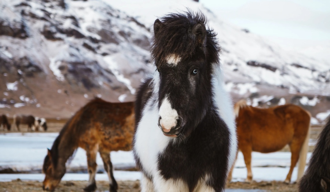 世界上血统最纯正的马，其实是“马中柯基”？！