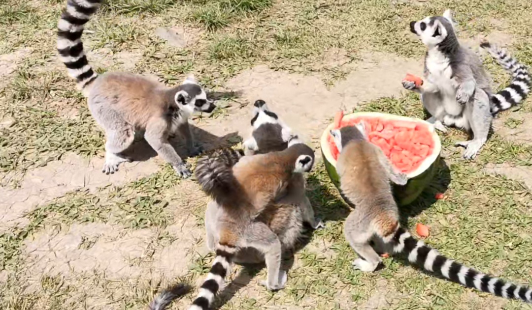 炎炎夏日,小动物们开启“吃瓜模式” 炎炎夏日,小动物们开启“吃瓜模式”