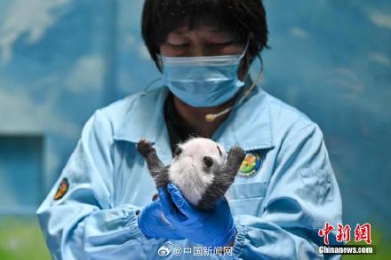 大熊猫萌二代满月啦