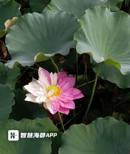 高校罕见双色太空莲被情侣摘下 学校:给后续研究增加了难度 高校罕见双色太空莲被情侣摘下 学校:给后续研究增加了难度