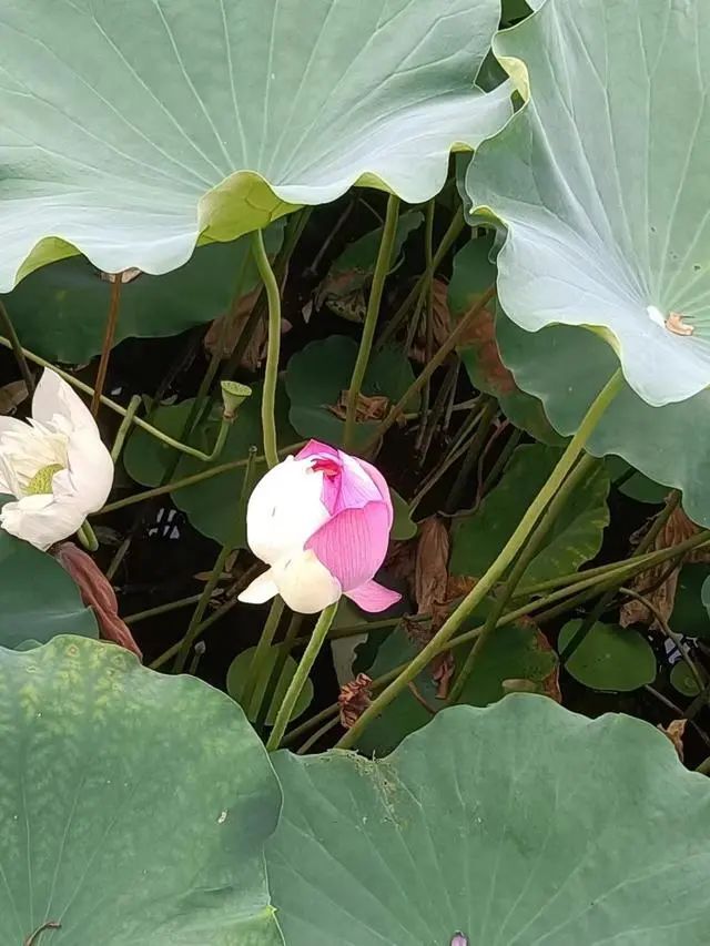 罕见双色荷花疑被情侣摘走，理由竟是好看