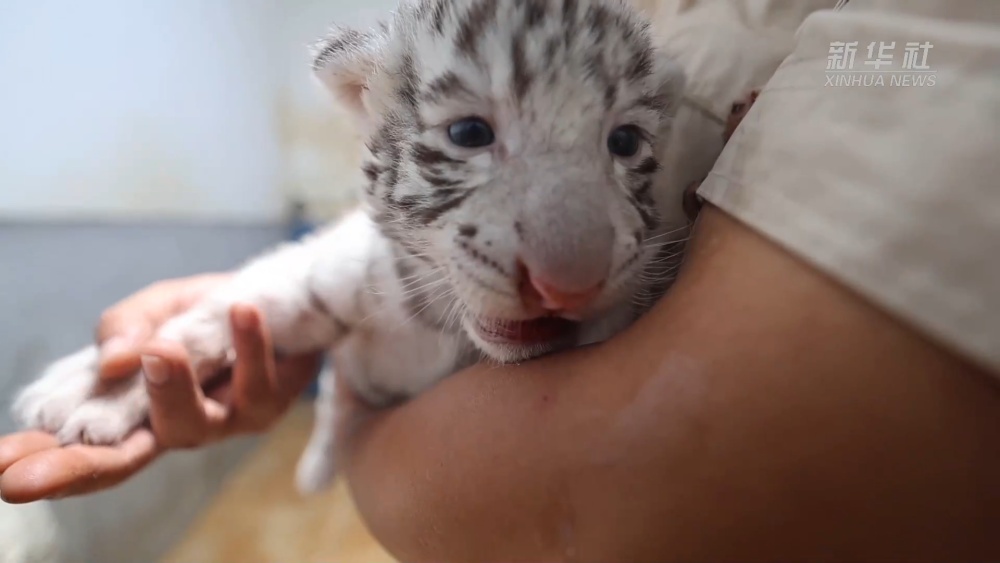 山东荣成：“萌虎”三胞胎 &nbsp;满月了