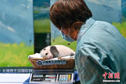 大熊猫萌二代满月啦