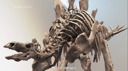 创纪录！剑龙骨架化石拍出4460万美元高价