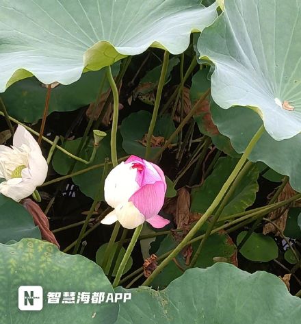 高校罕见双色太空莲被情侣摘下 学校:给后续研究增加了难度 高校罕见双色太空莲被情侣摘下 学校:给后续研究增加了难度