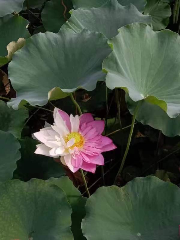 福建农林大学惊现双色荷花，现已被人摘走，回应：引种12年首次出现