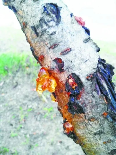 街头已出现！@济南人，看到不要吃！