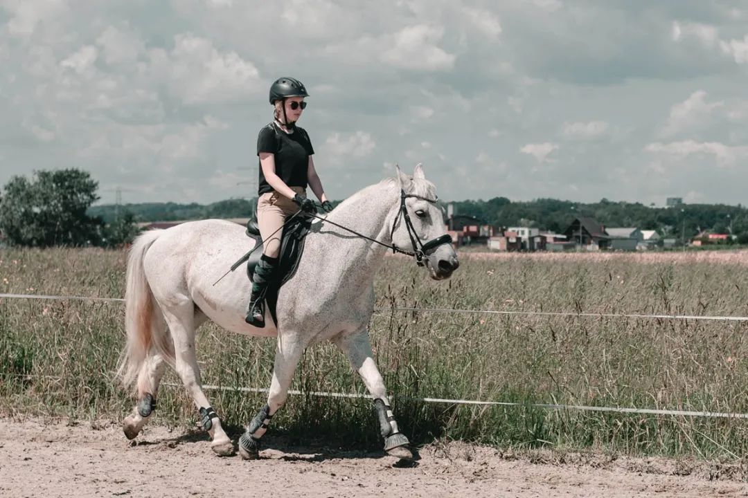 世界上血统最纯正的马，其实是“马中柯基”？！