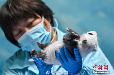 大熊猫萌二代满月啦