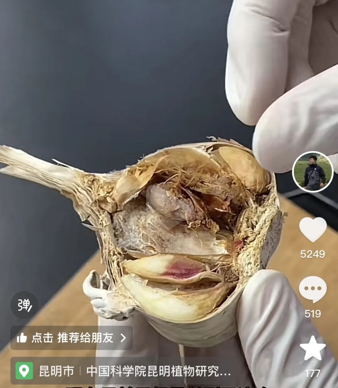 继“果菌王”之后，“蒜什蘑”也来到了昆明……